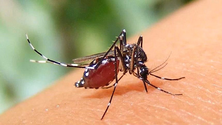 ডেঙ্গুতে মৃত্যু