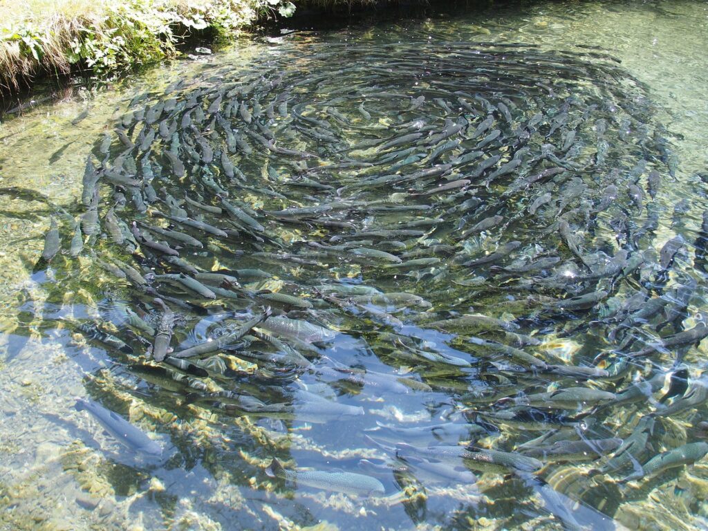 fish farming 976294 1920